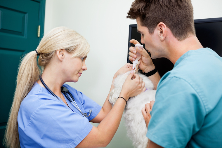 Small Animal Veterinarian Job Description